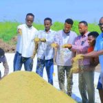 Sitti Region in Somali State of Ethiopia Begins Rice Harvest as Agriculture Sector Expands