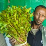 Puntland Bans Khat Supply to Battlefronts