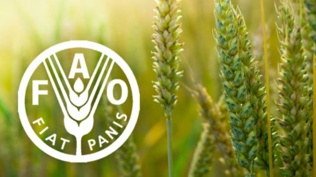 FAO logo superimposed on a vibrant background of wheat fields, symbolizing agricultural advancements and the transformation of pastoralist livelihoods in Somalia.