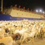 Puntland Commences Livestock Exports to Saudi Arabia, Oman, and Yemen