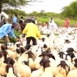 Livestock Vaccination Campaign Officially Launched in Dawa Region